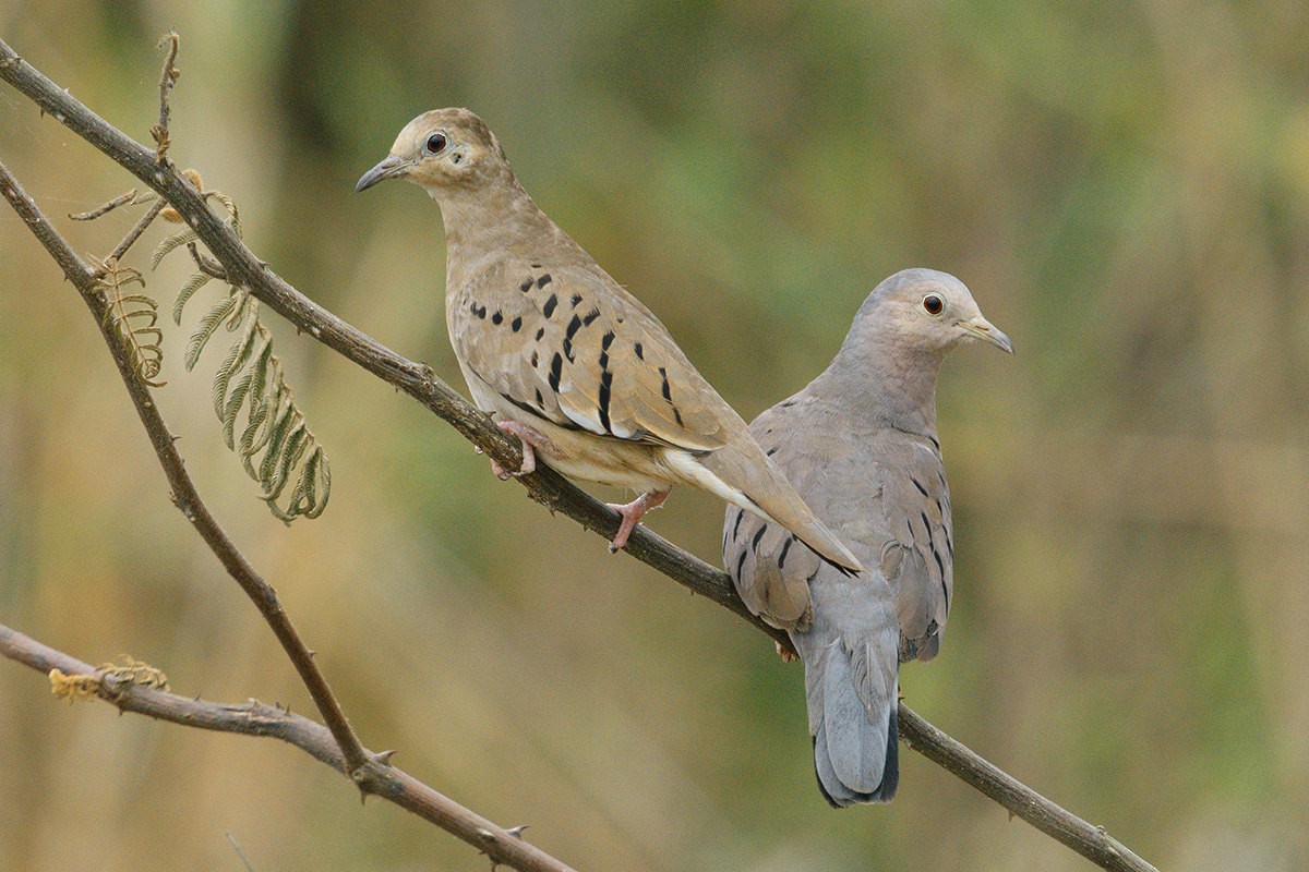 Ecuadorian Ground Dove - ML624154208