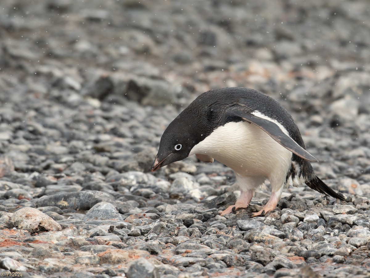 Adelie Penguin - ML624154212