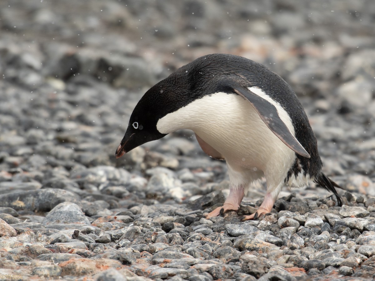 Adelie Penguin - T I