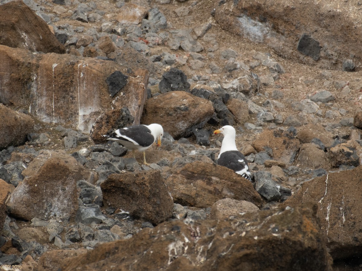 Kelp Gull - ML624154231