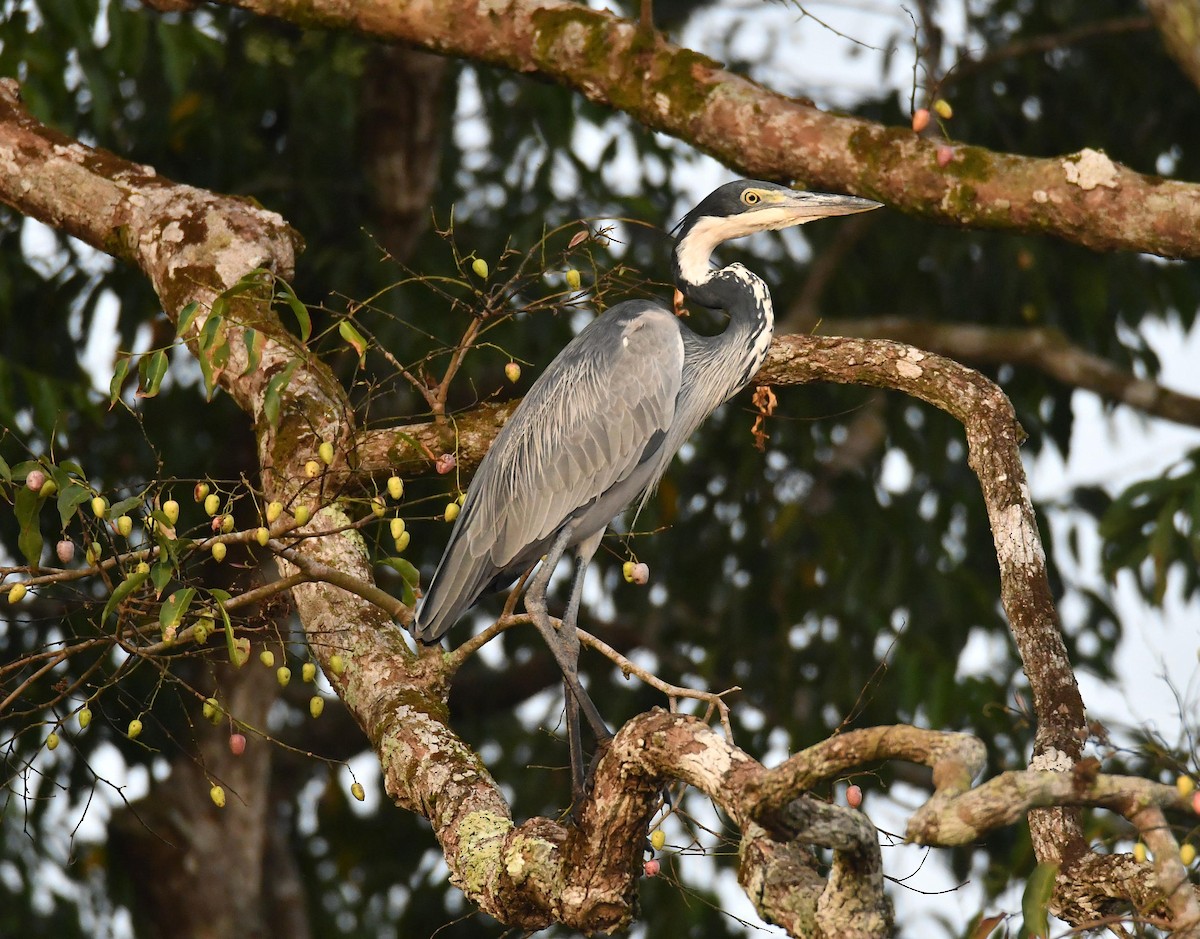 Black-headed Heron - ML624154236