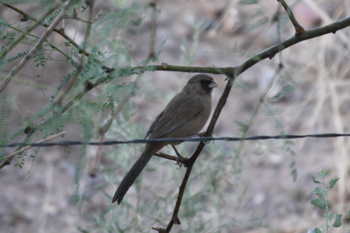 Abert's Towhee - ML624154245