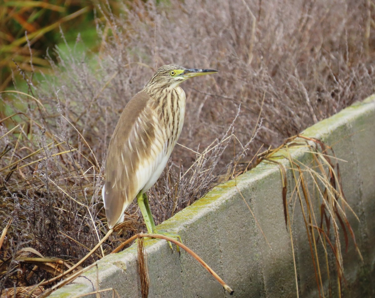 Squacco Heron - Rafael  Diez González