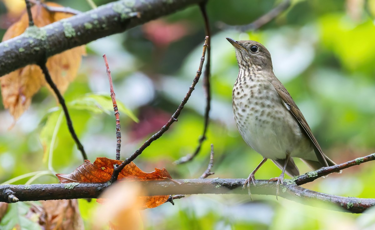 Gray-cheeked Thrush - ML624154254