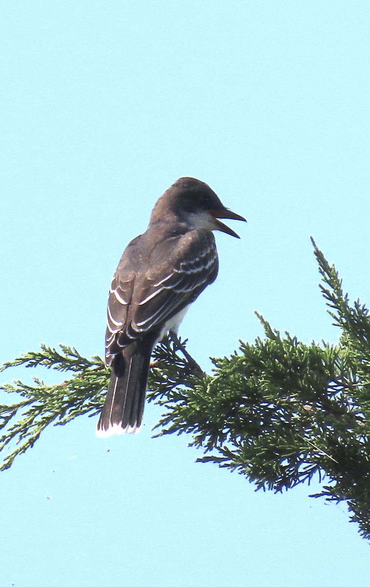 Eastern Kingbird - ML624154266