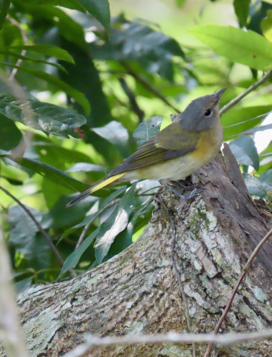 American Redstart - ML624154277