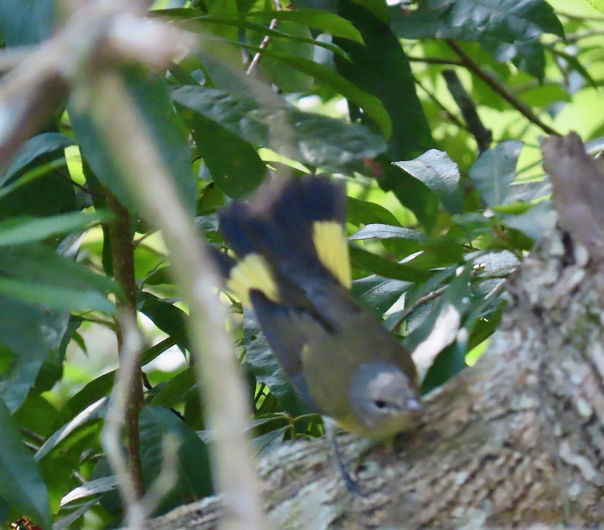 American Redstart - ML624154278