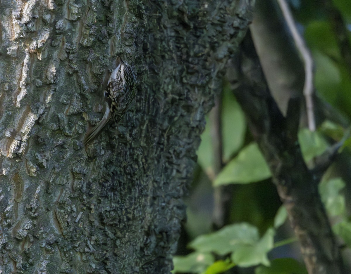 Brown Creeper - ML624154280