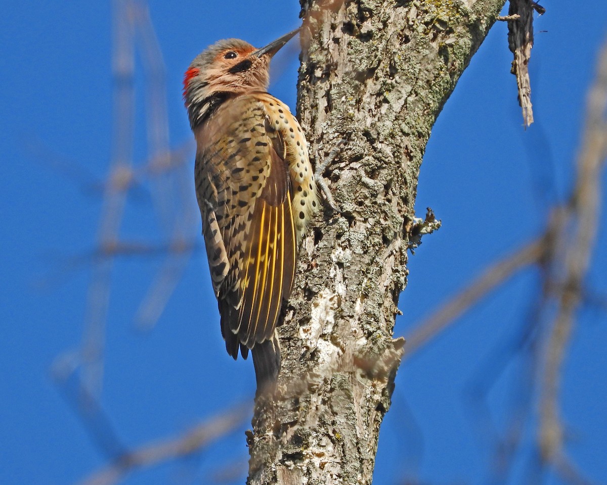 Northern Flicker - ML624154285