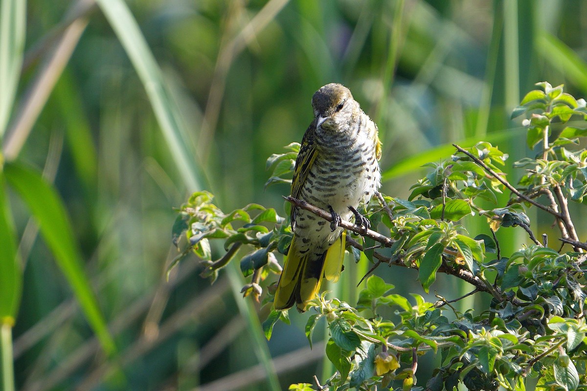 Black Cuckooshrike - ML624154303