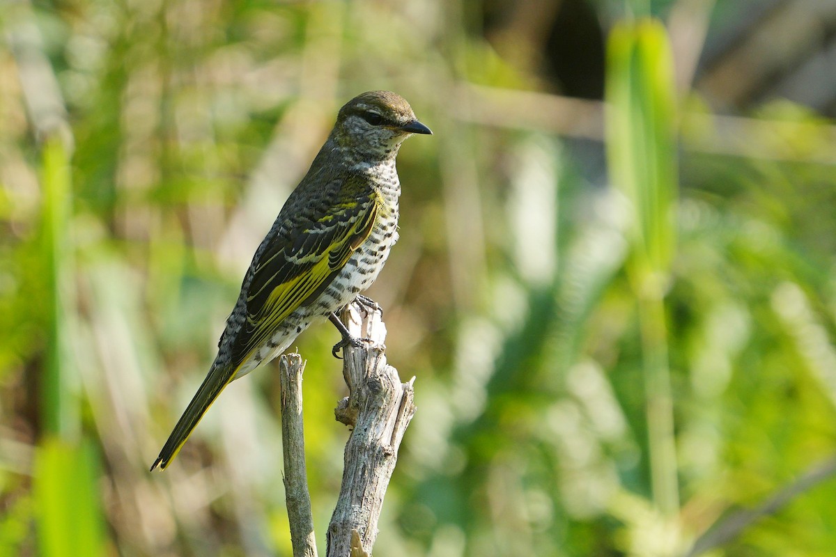 Black Cuckooshrike - ML624154304