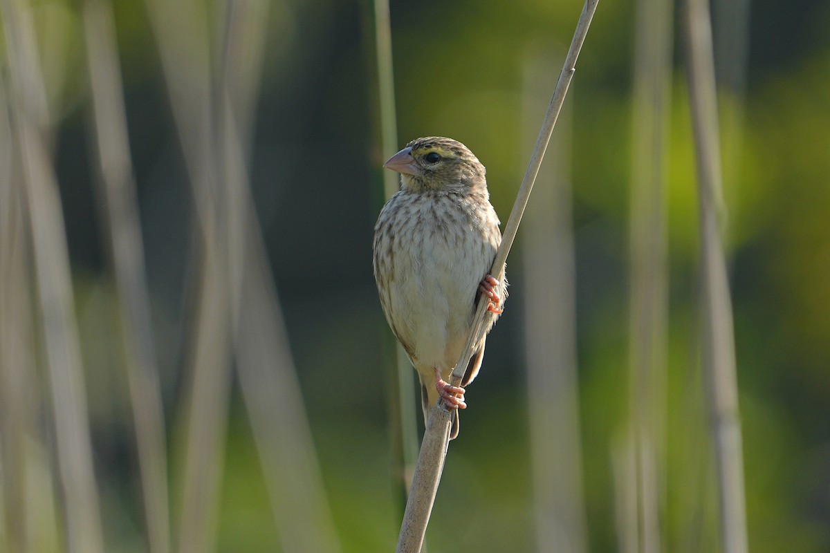 Southern Red Bishop - ML624154316