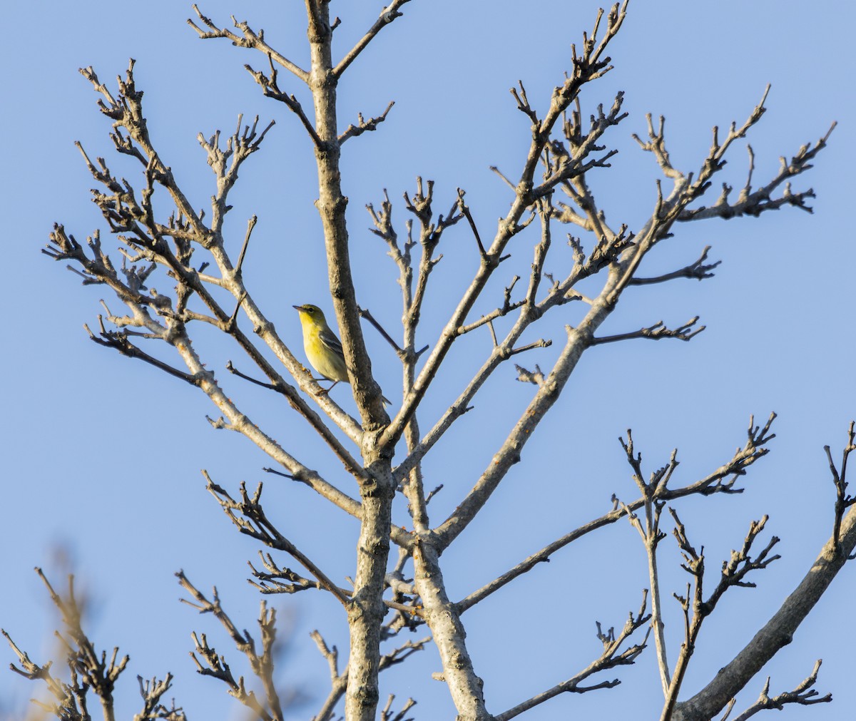 Pine Warbler - Sunil Simha