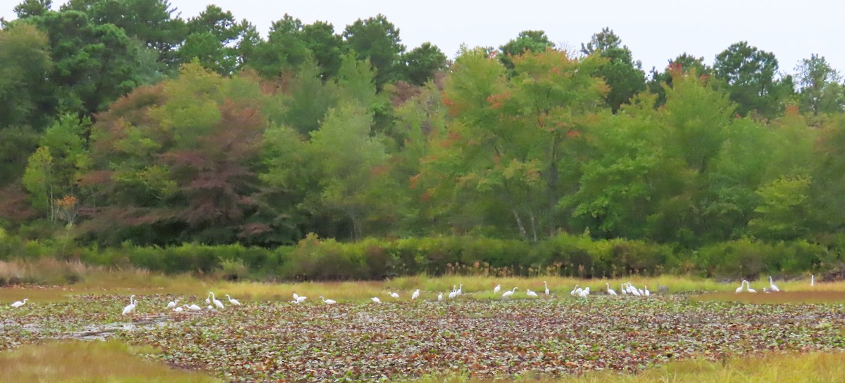 ダイサギ - ML624154393