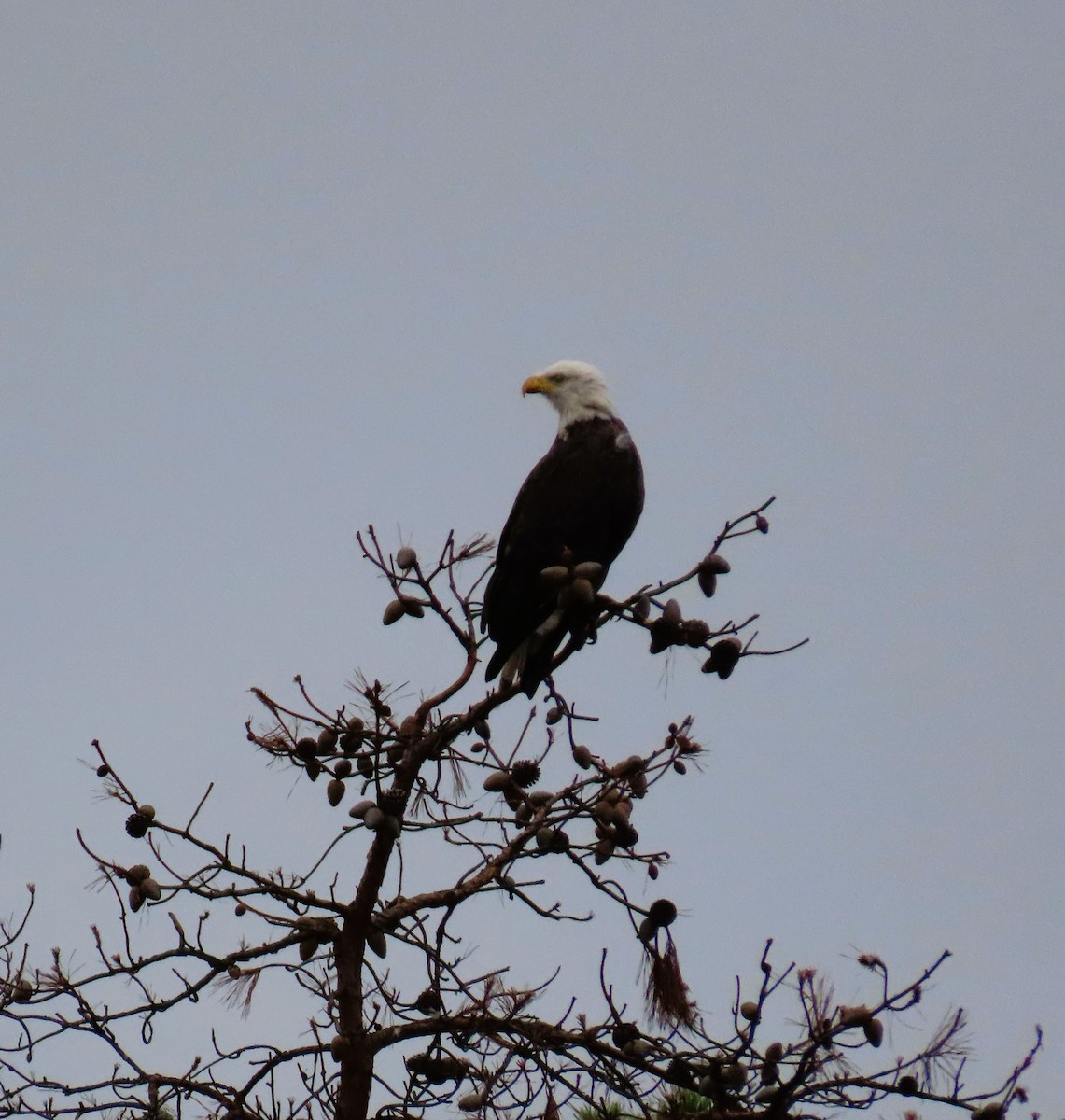 Bald Eagle - ML624154401