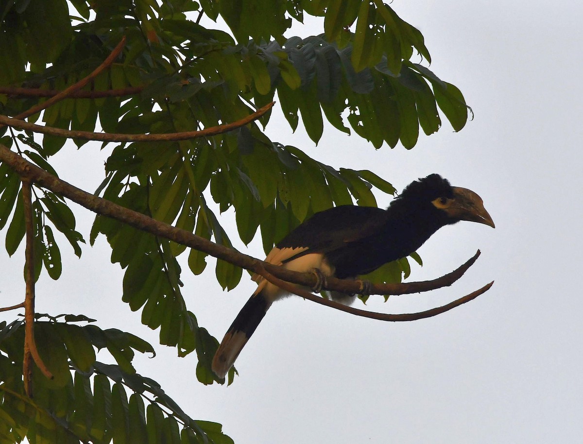 White-thighed Hornbill - ML624154403