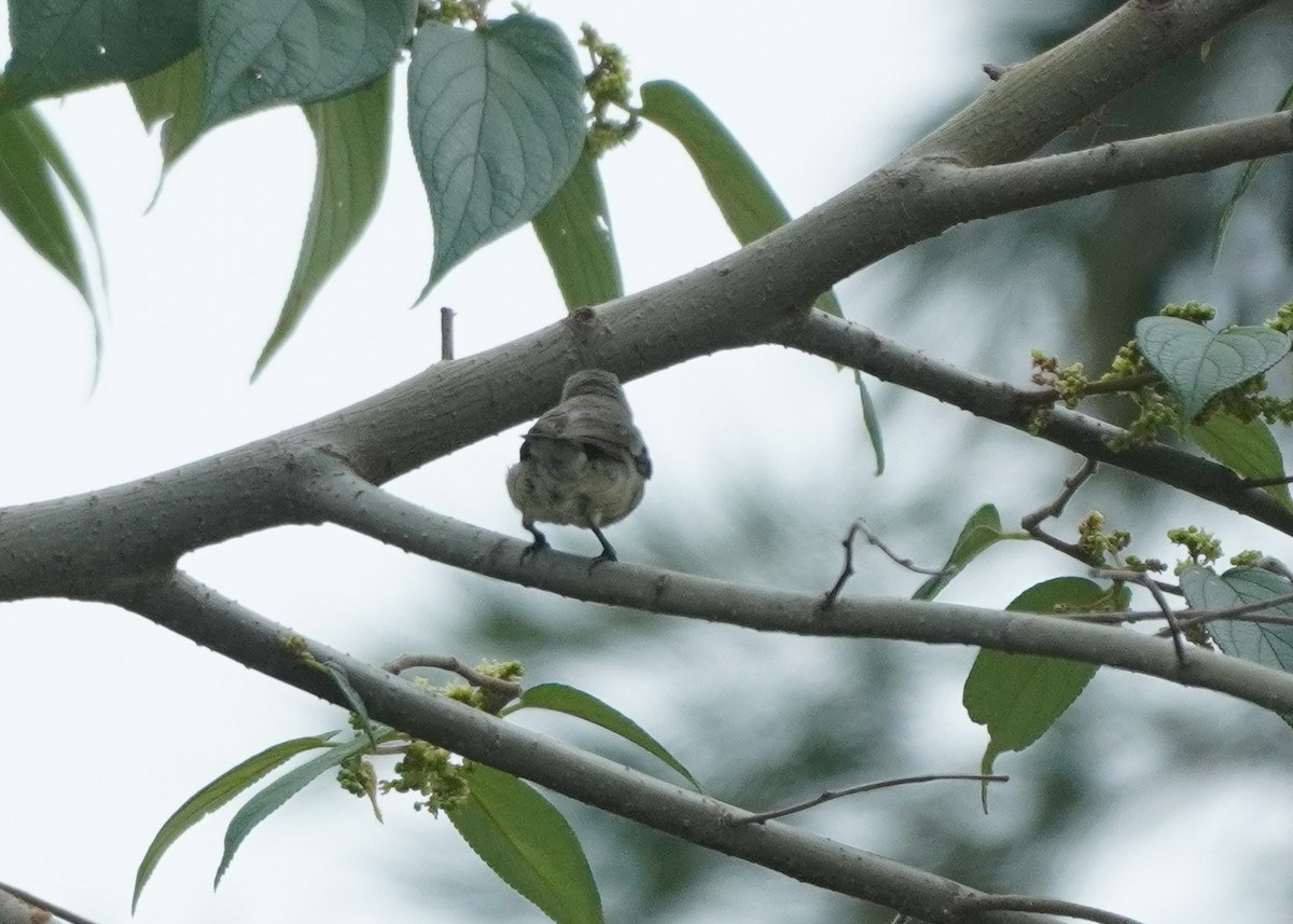 flowerpecker sp. - ML624154419