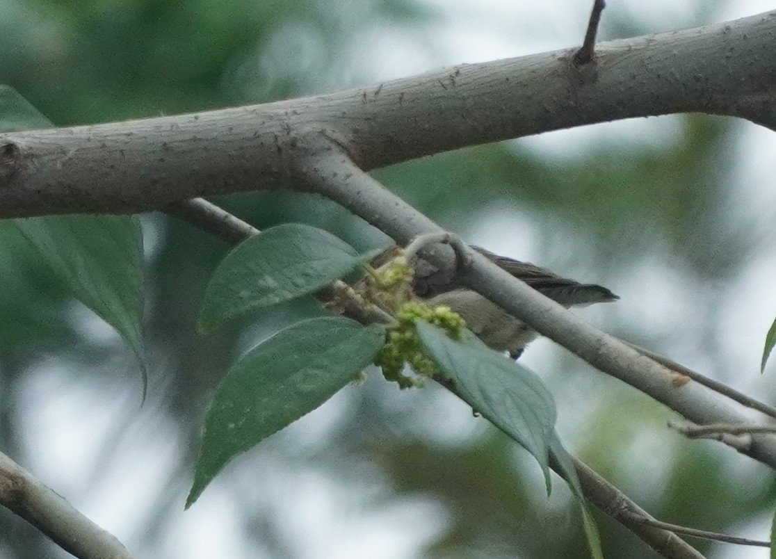 flowerpecker sp. - ML624154420