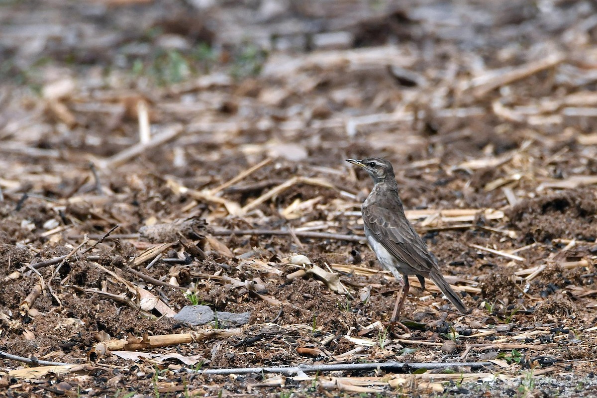 Pipit à longues pattes - ML624154423