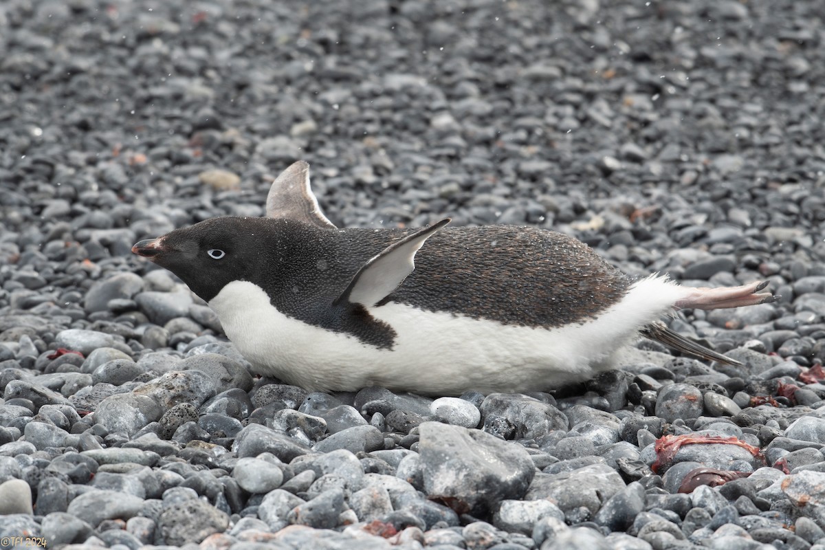 Adelie Penguin - ML624154424