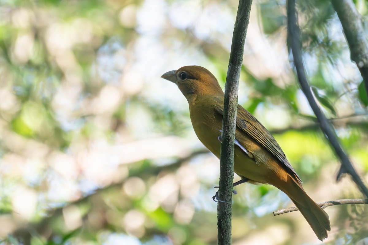 Summer Tanager - ML624154434