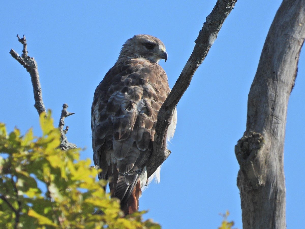Red-tailed Hawk - ML624154495