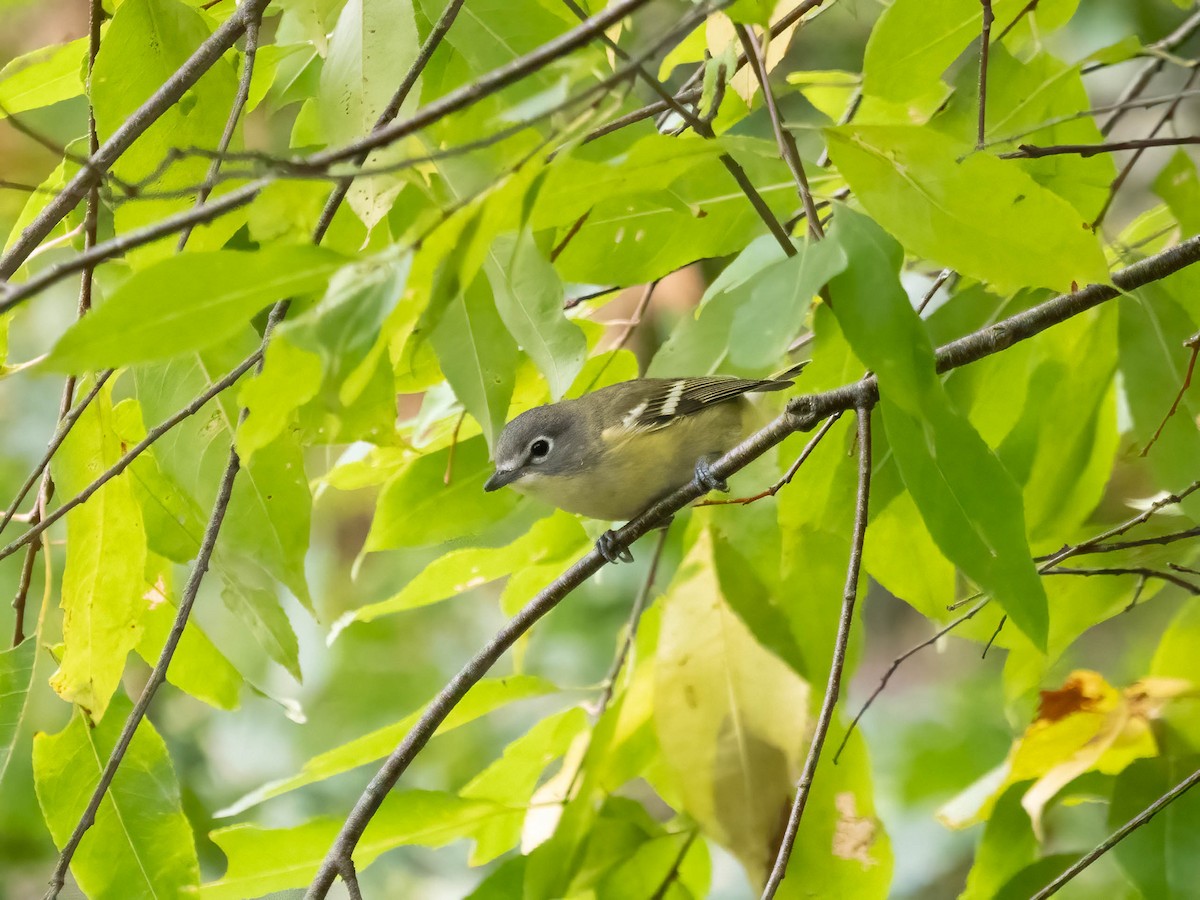 Blue-headed Vireo - Allen Schenck