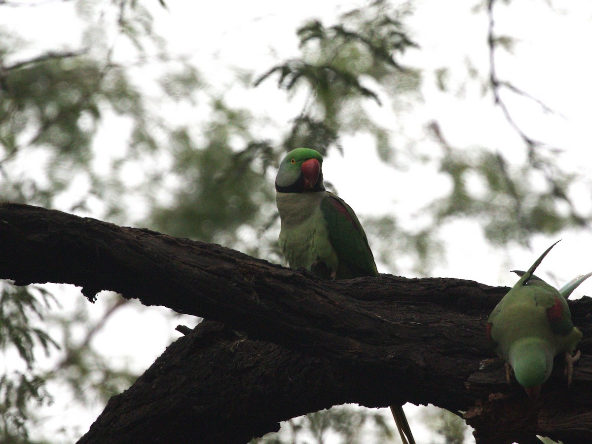 Alexandrine Parakeet - ML624154497