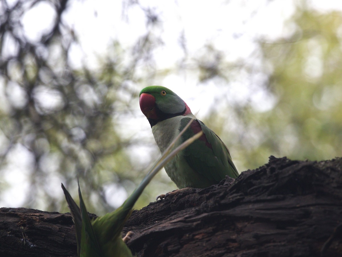 Alexandrine Parakeet - ML624154498