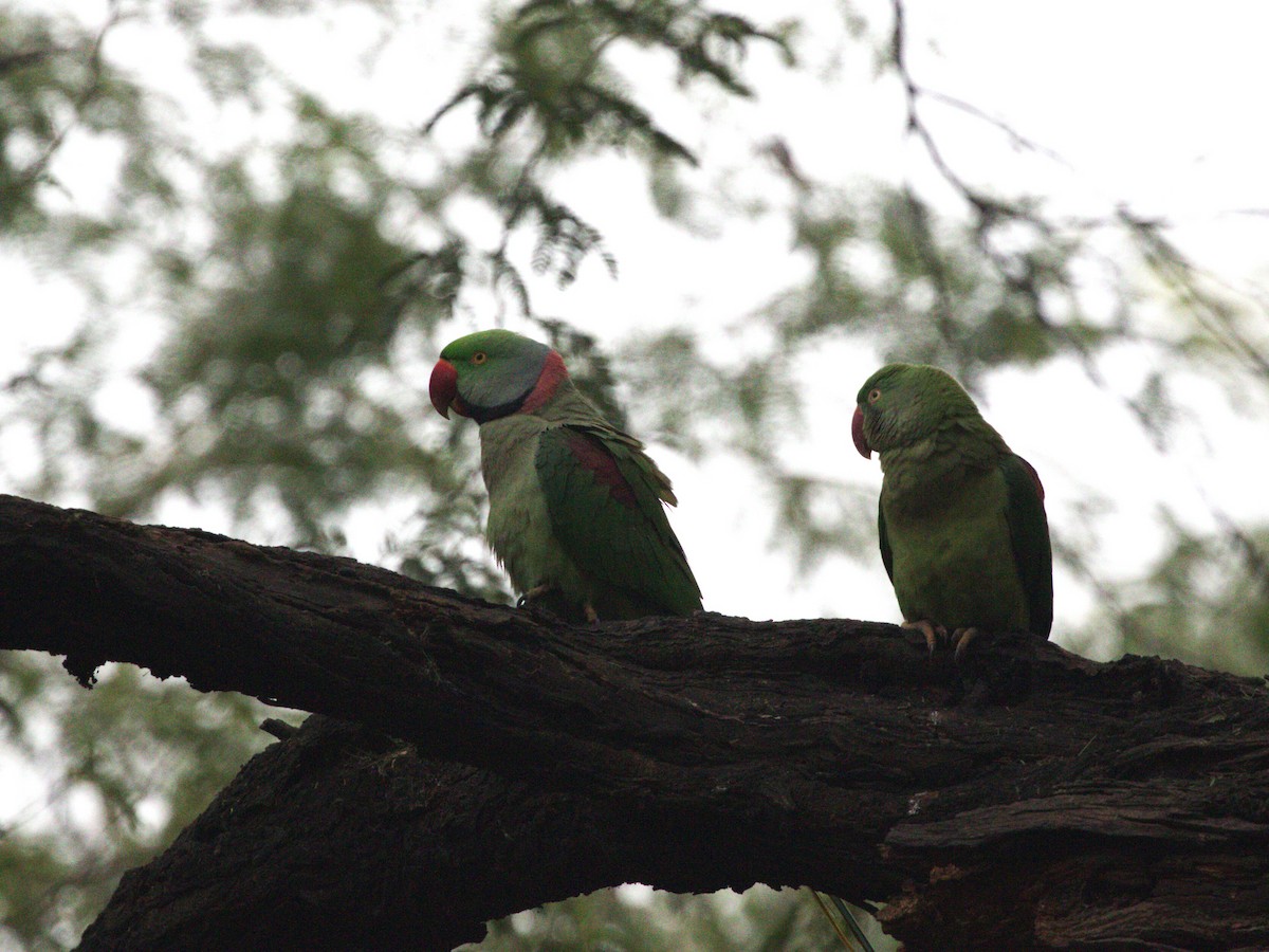 Alexandrine Parakeet - ML624154500