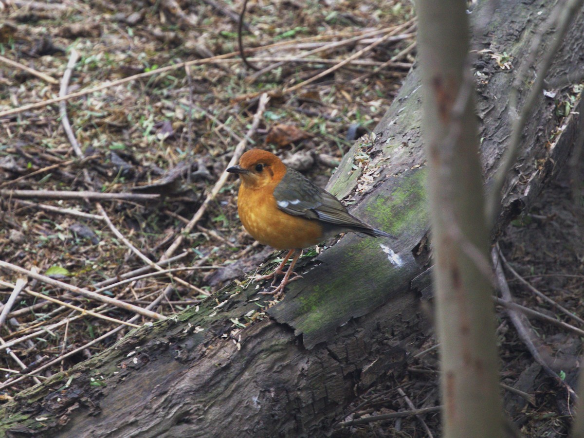 Orange-headed Thrush - ML624154516