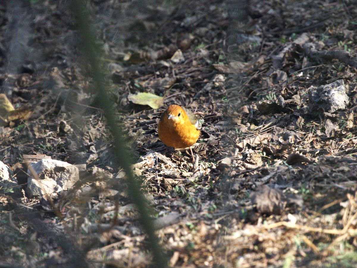 Orange-headed Thrush - ML624154517