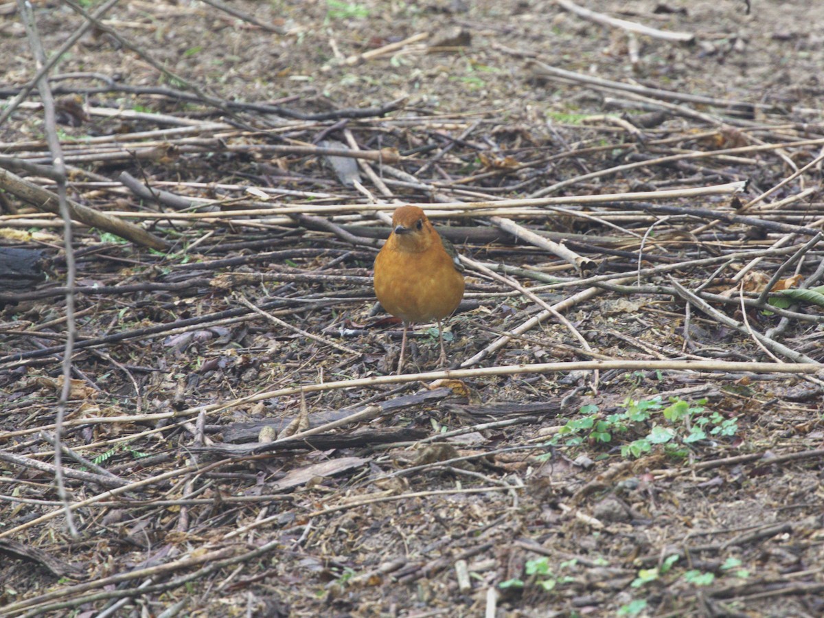 Orange-headed Thrush - ML624154518