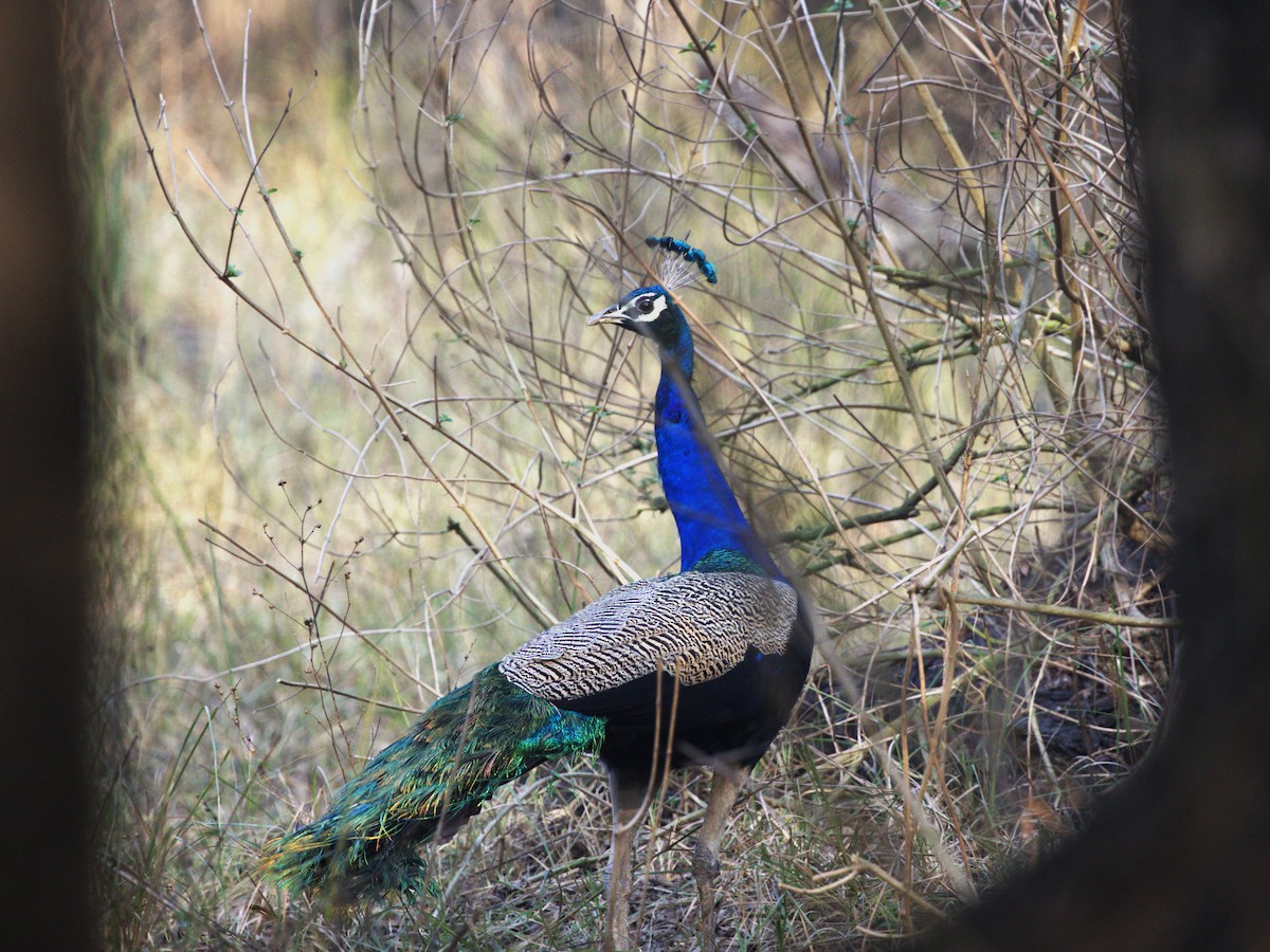 Indian Peafowl - ML624154525