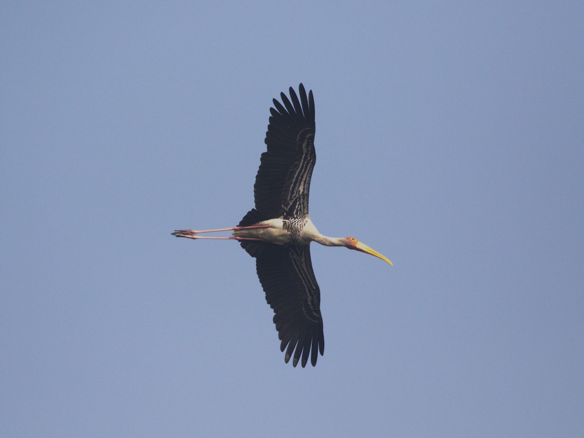 Painted Stork - ML624154536