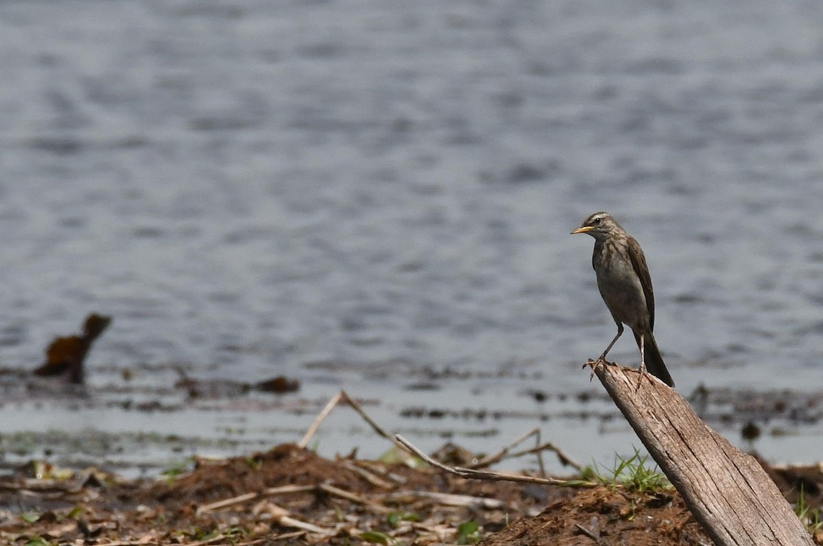 Long-legged Pipit - ML624154539