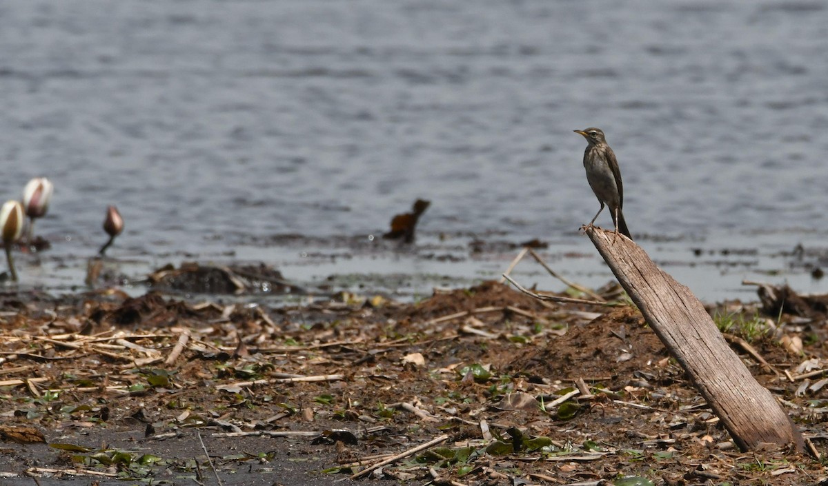 Long-legged Pipit - ML624154540