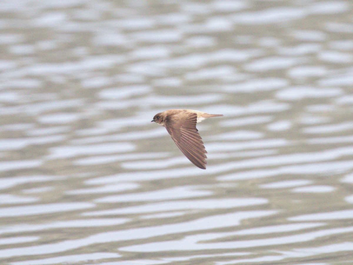 Gray-throated Martin - ML624154546