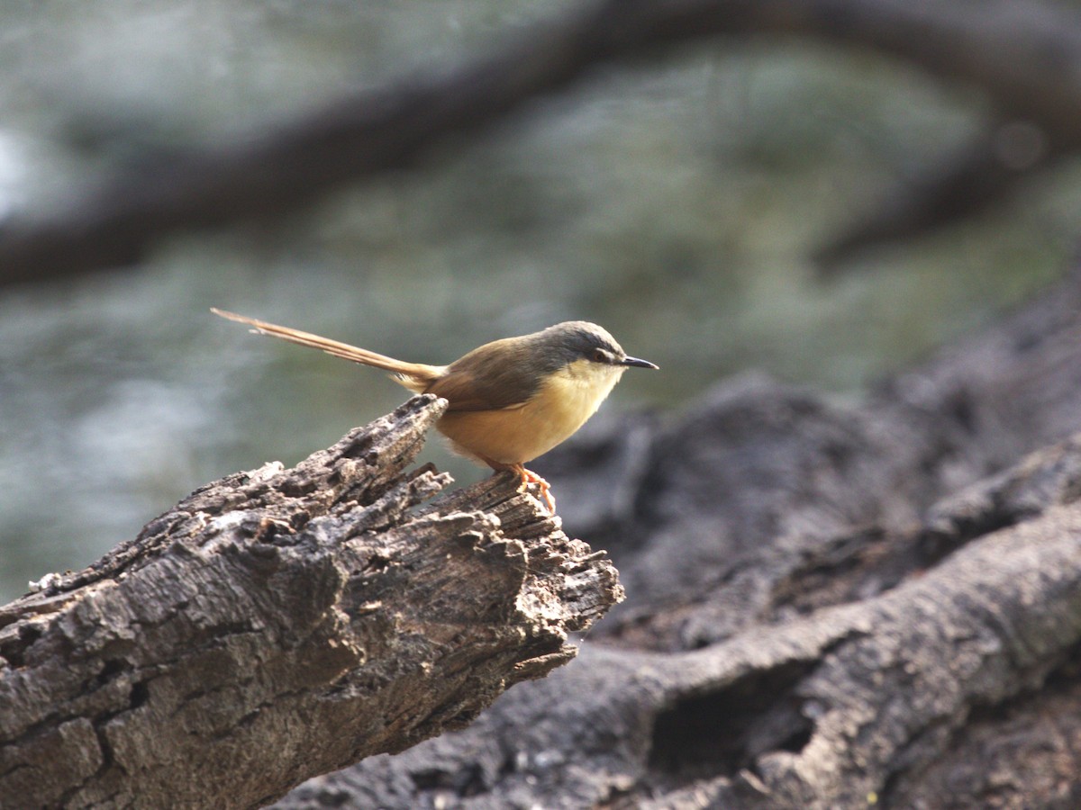 Ashy Prinia - ML624154548