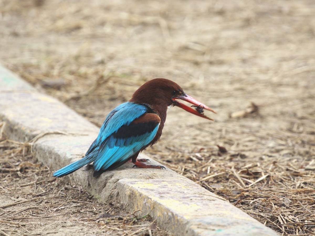 White-throated Kingfisher - ML624154551