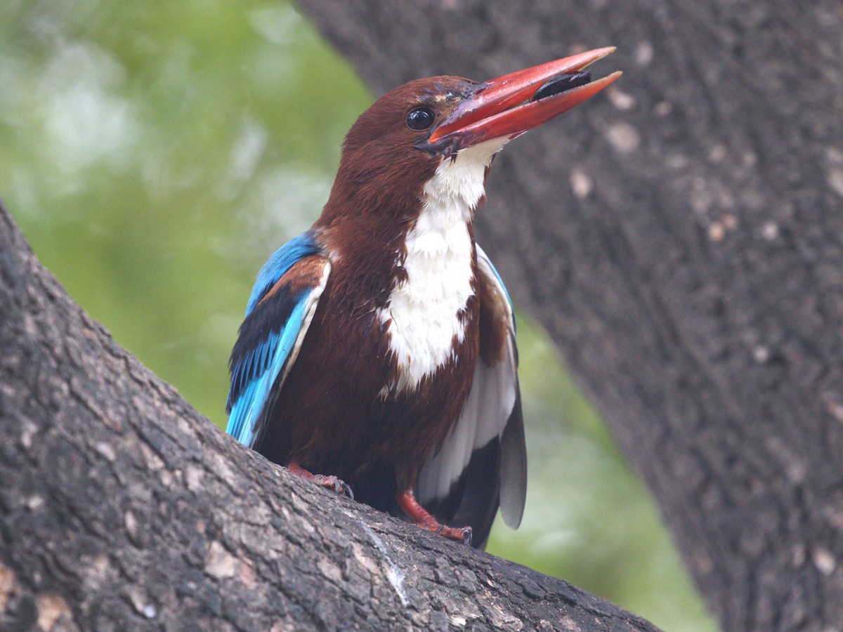 White-throated Kingfisher - ML624154552