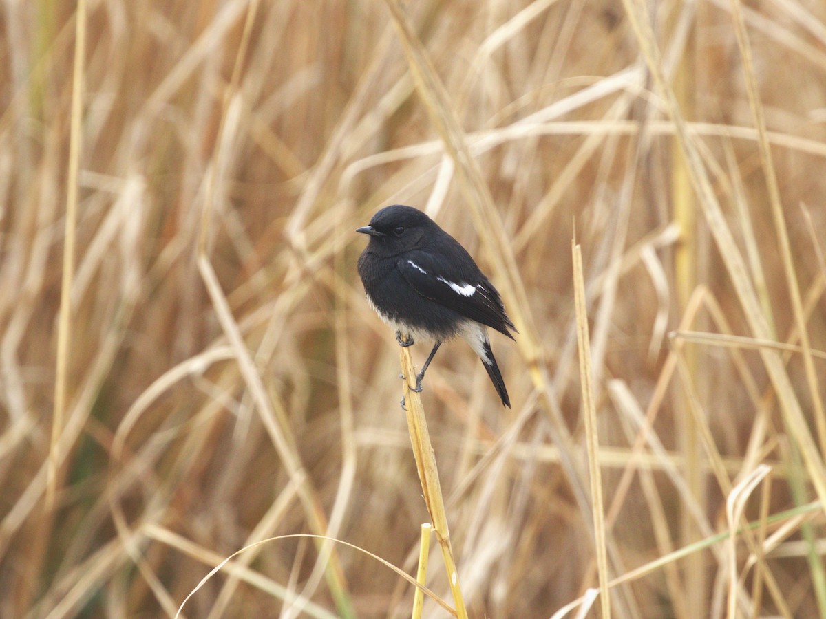 Pied Bushchat - ML624154556