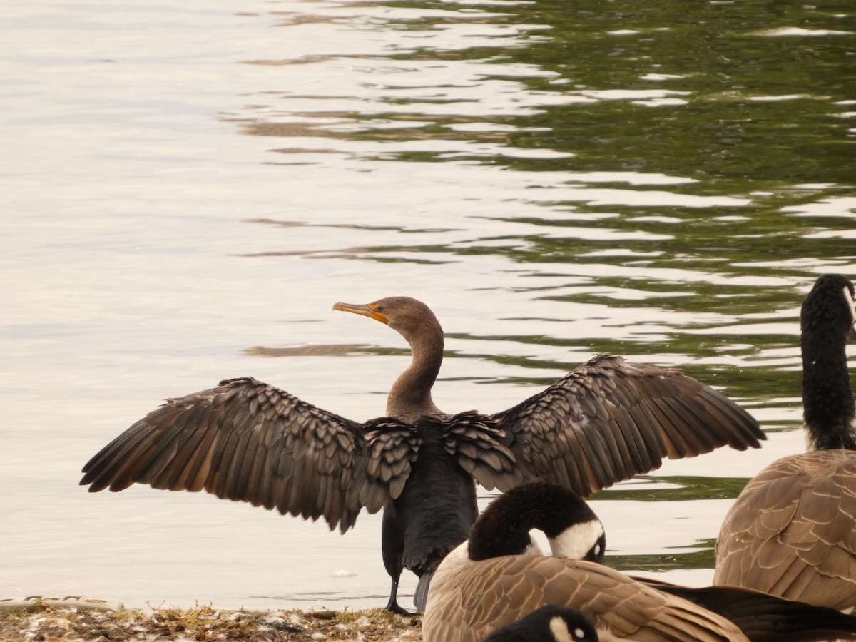 Cormoran à aigrettes - ML624154566