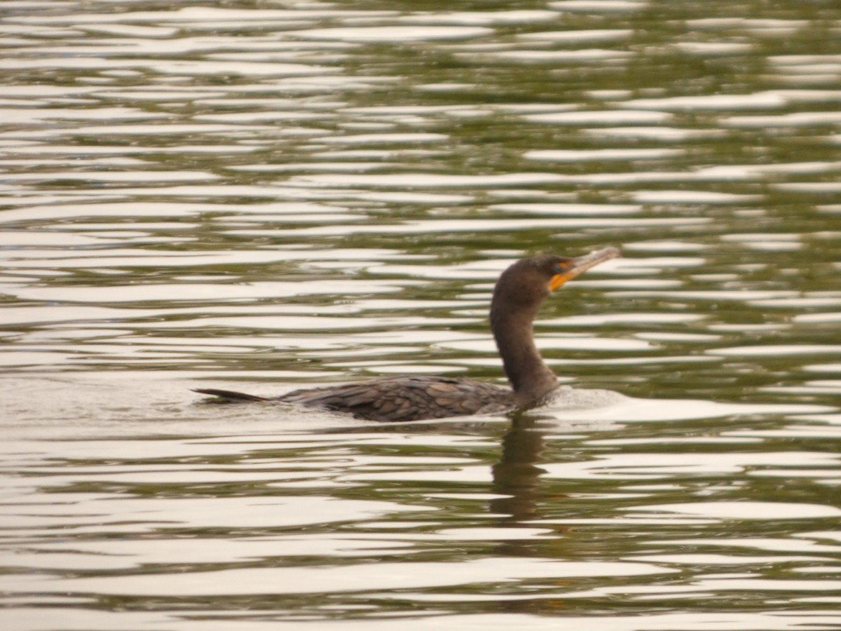 Cormoran à aigrettes - ML624154567