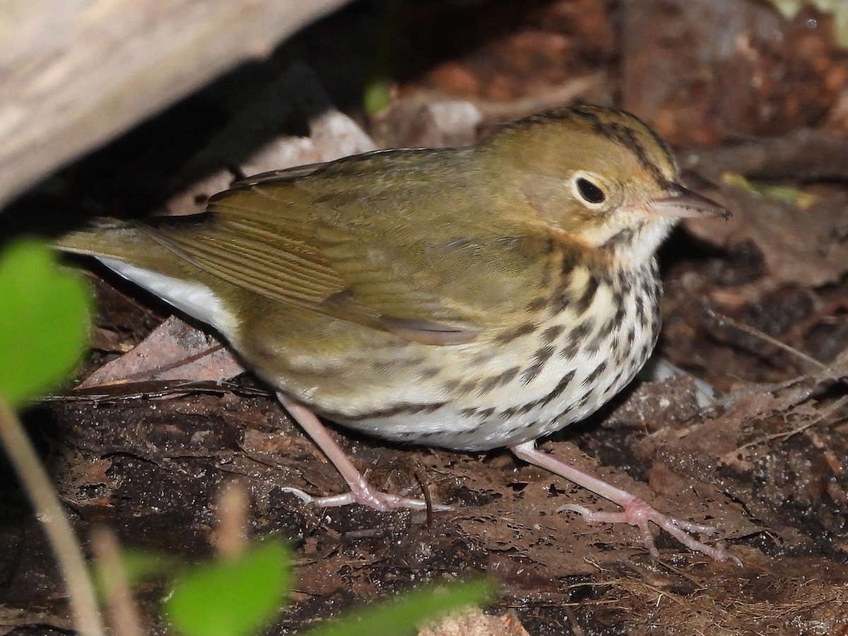 Ovenbird - ML624154595
