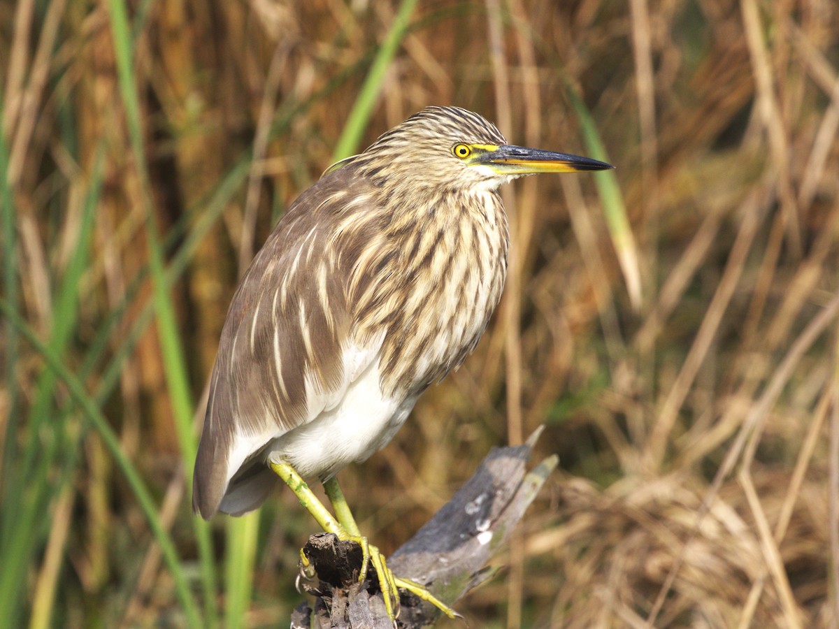 Indian Pond-Heron - ML624154596