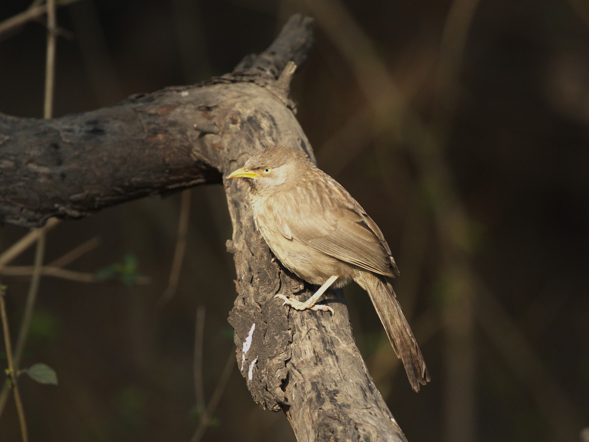 Jungle Babbler - ML624154612