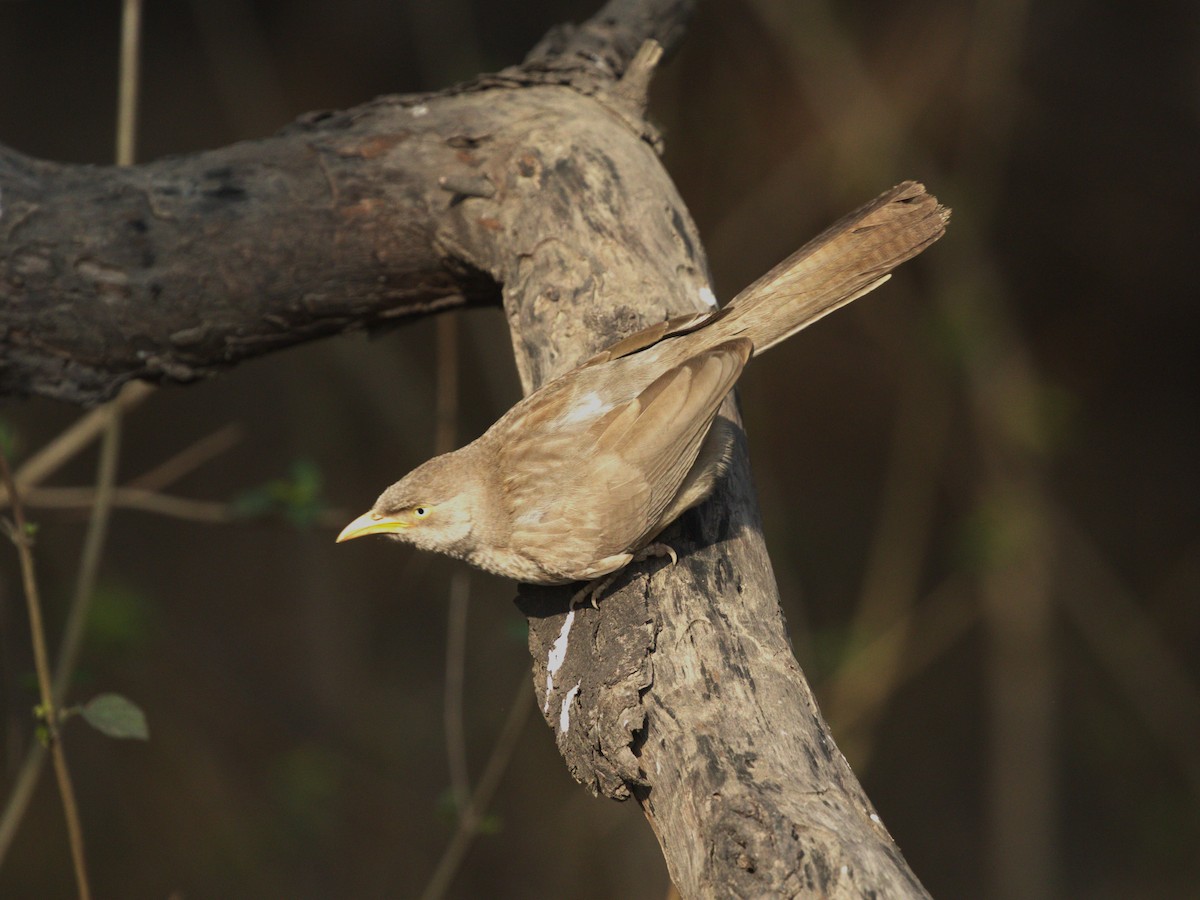 Jungle Babbler - Menachem Goldstein