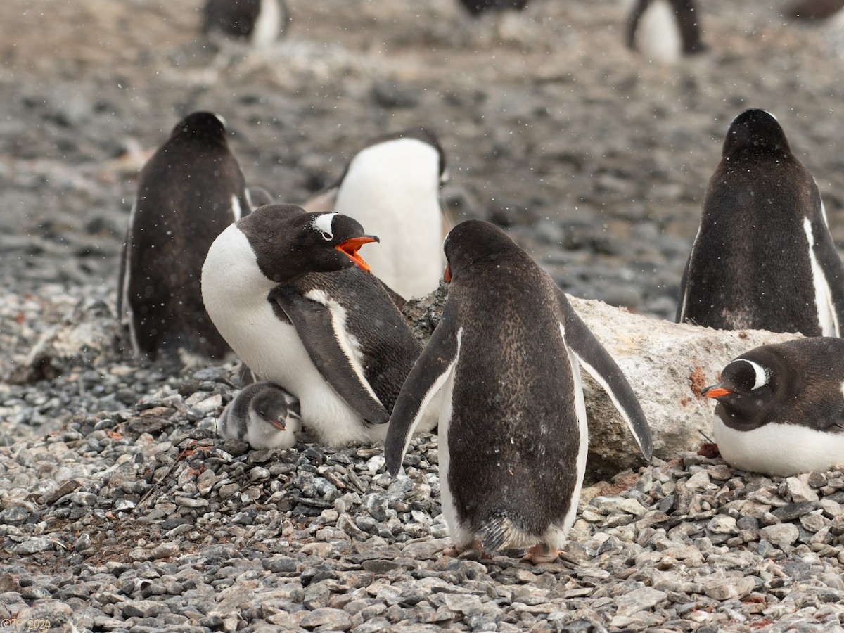 Gentoo Penguin - ML624154617