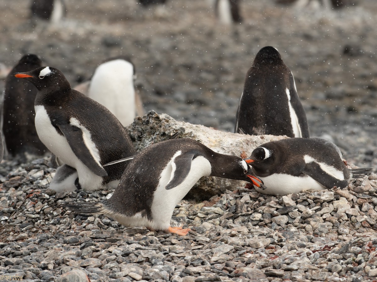 Gentoo Penguin - ML624154620